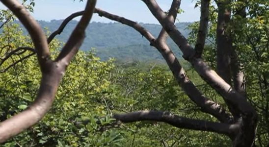 Palo Santo Reforestation Project