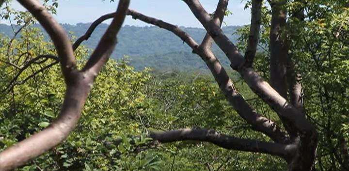 Palo Santo Reforestation Project